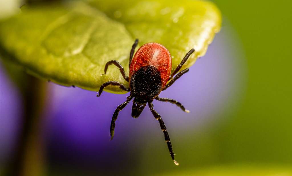 A tick falling off of a leaf