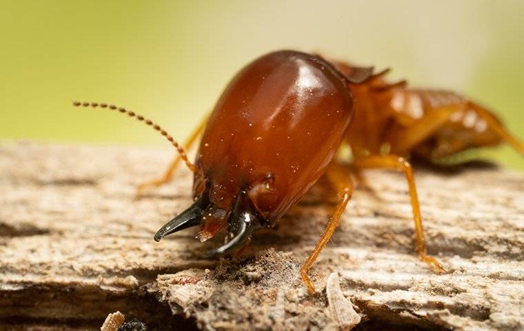 A large termite climbing up a piece of wood