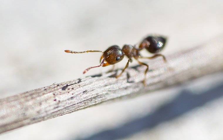 An ant on a twig