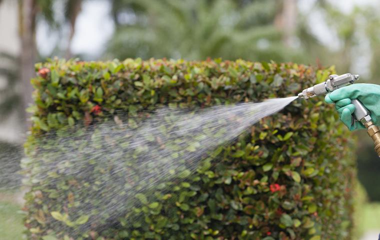 Pest Control Sprayer spraying pesticides onto a bush in a yard