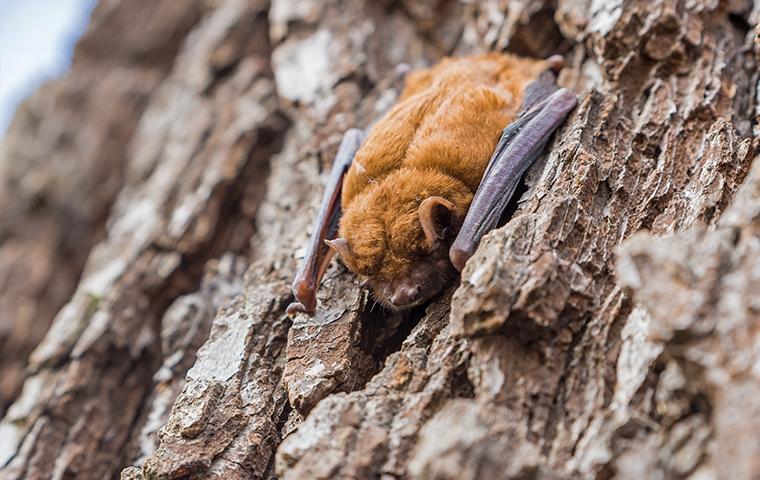 A Bat in a tree hole