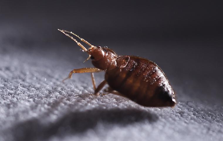 A Bed Bug on a piece of cloth