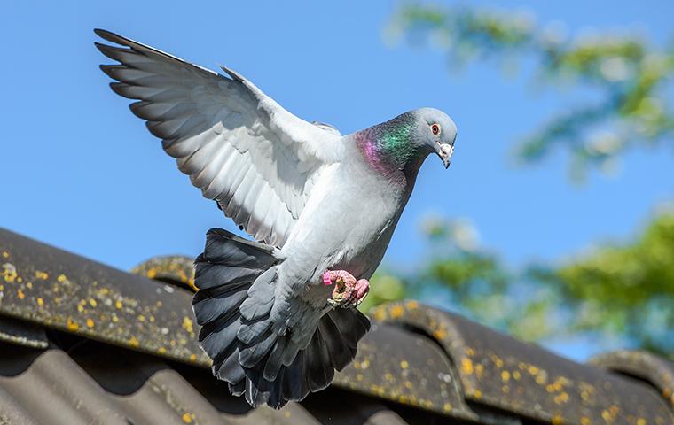 A pigeon flying off of a house