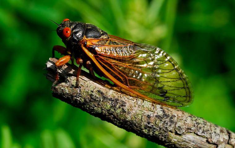 A Cicada on a wooden branch