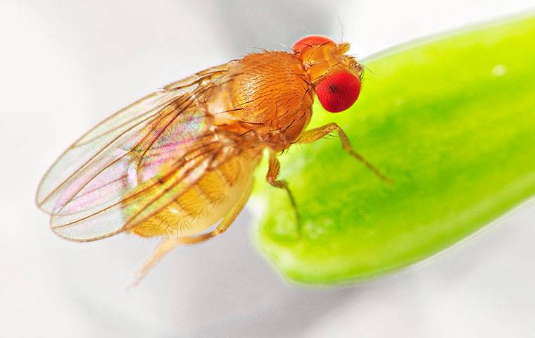Fruit Fly on a leaf