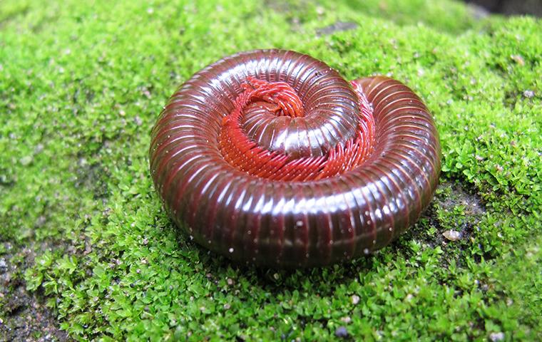 Millipede rolled up on moss