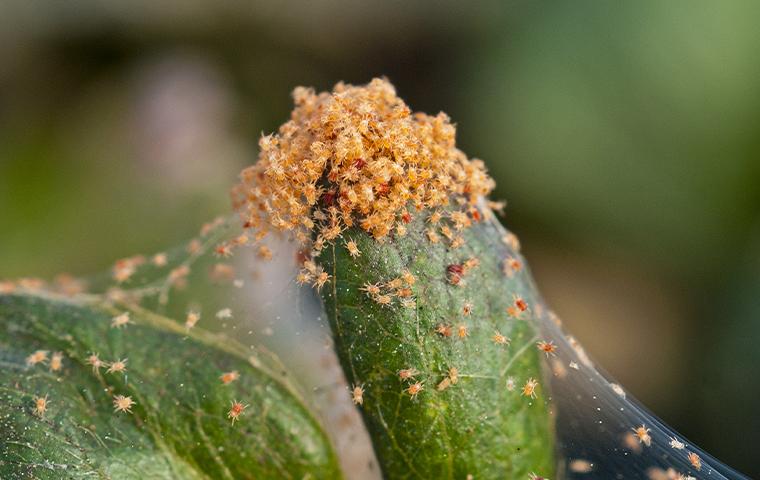 Mite infestation on a plant