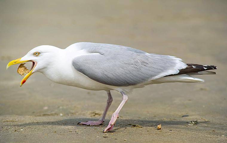 A Seagull eating something on the sand