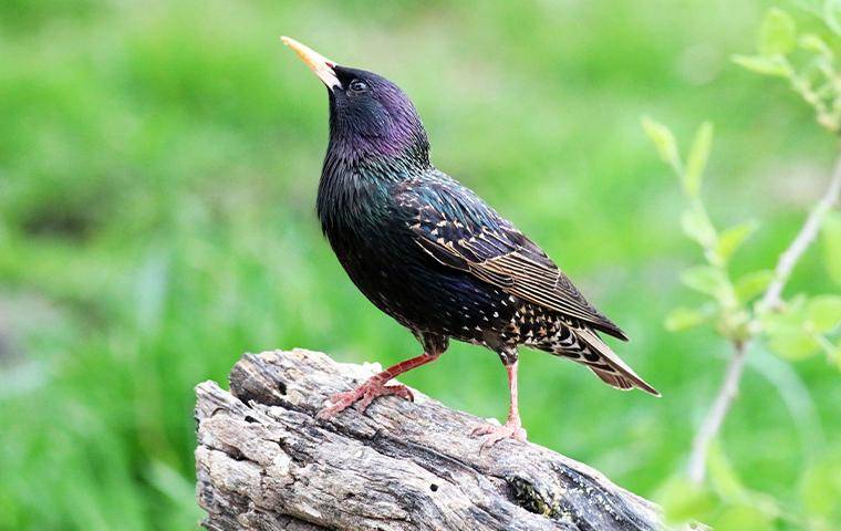 Starling standing on a piece of wood
