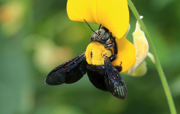 Carpenter Bee pollinating a flower