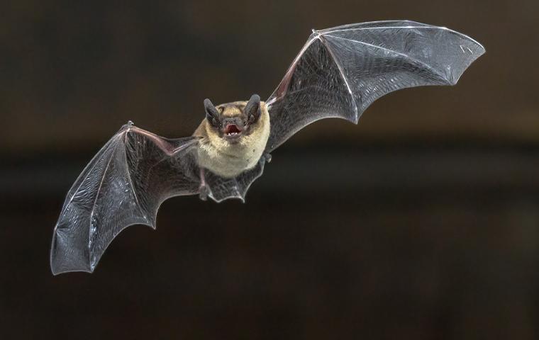 A Bat flying