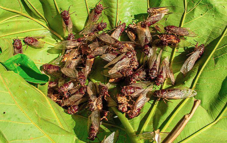 Cicada's on a leaf