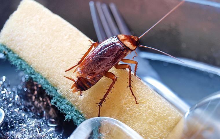 A cockroach on a sponge in the kitchen sink