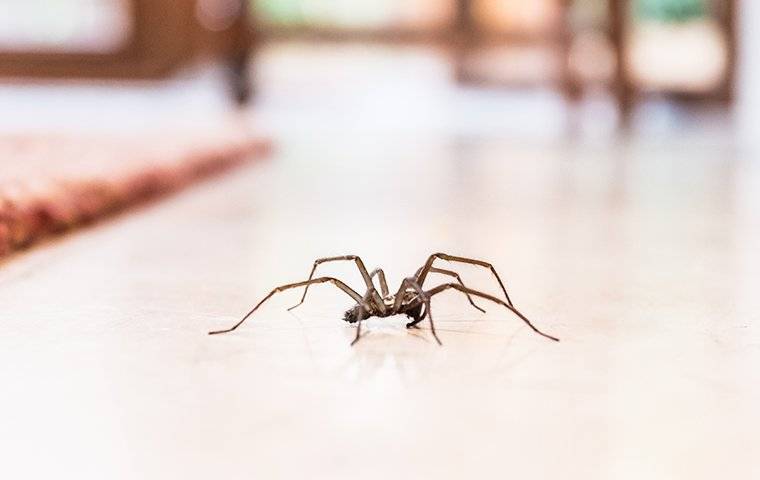 A Common Spider walking on the floor in a house