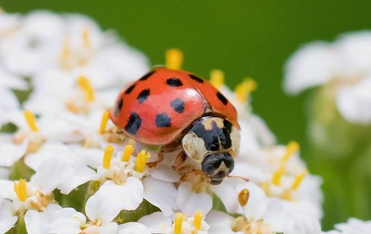 A ladybug on flowers