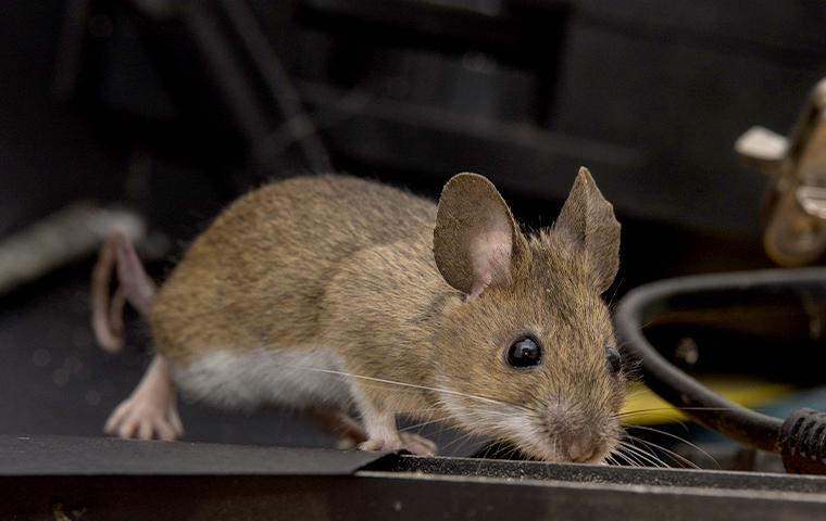 A Mouse behind a tv