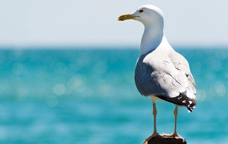 A Seagull staring at the ocean