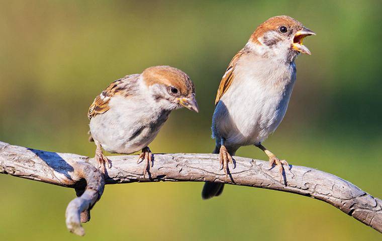 Two Sparrows standing on a wooden branch