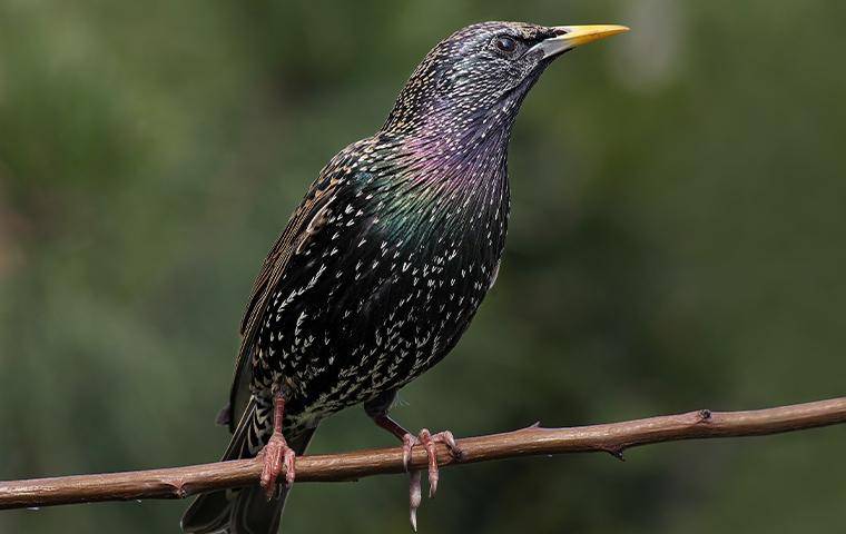 A Starling standing on a wooden branch.