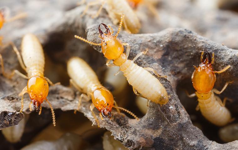 Termites climbing through termite damaged wood