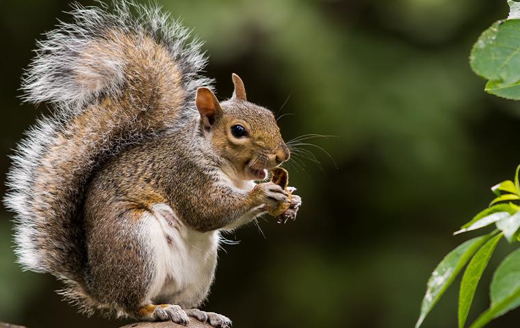 A Squirrel holding a peanut