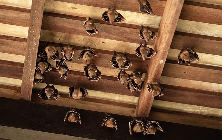 A bat infestation in an attic