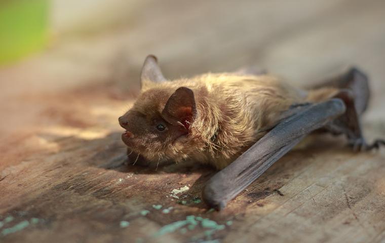 A bat on wood