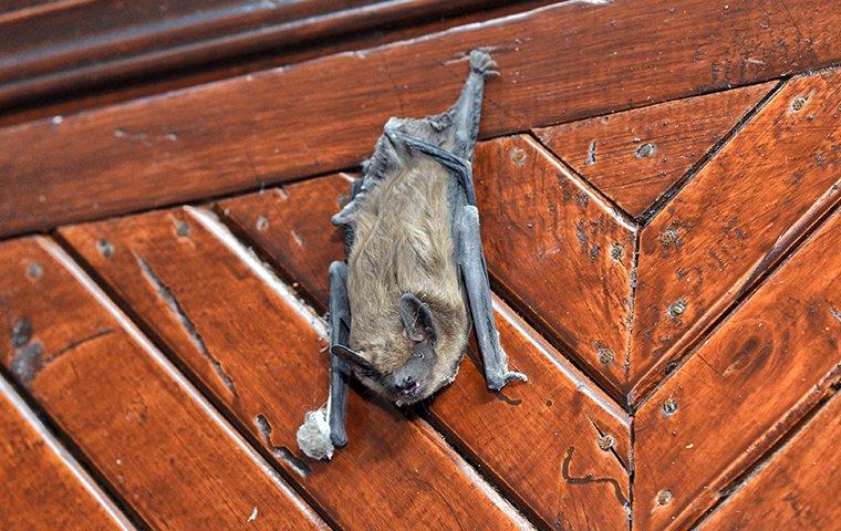 A bat crawling on the outside of a house
