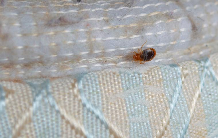 A Bed Bug on a mattress