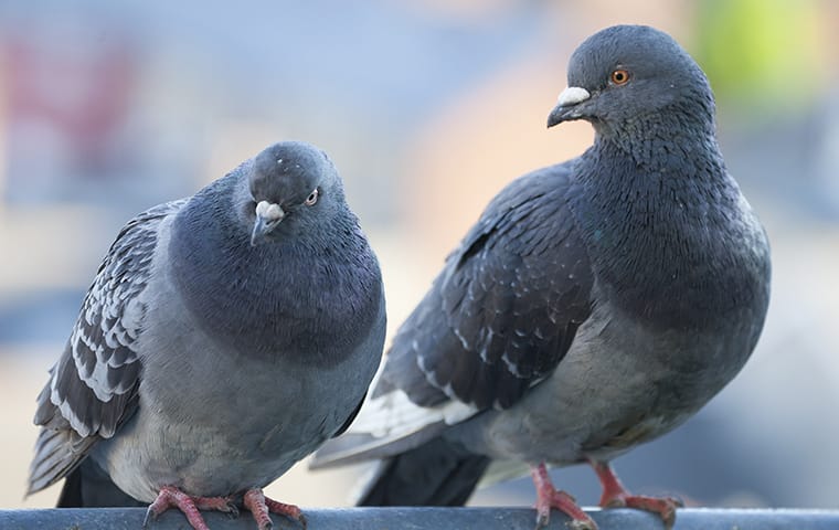 Two pigeons standing a horizontal metal pole