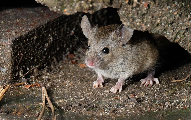 A mouse underneath a cement surface