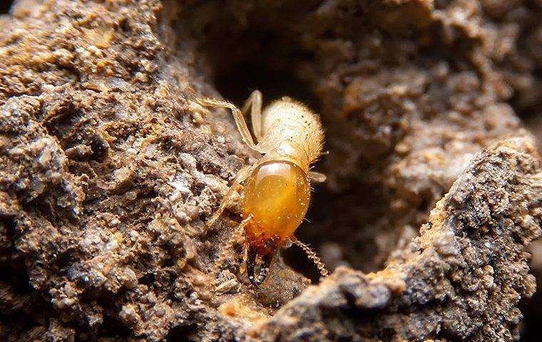 A Termite crawling out of a termite tunnel