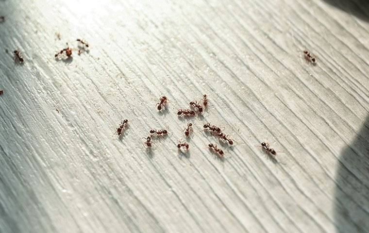 Ants crawling on the kitchen floor