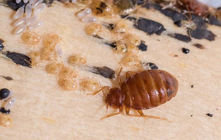 a bed bug and its larvae