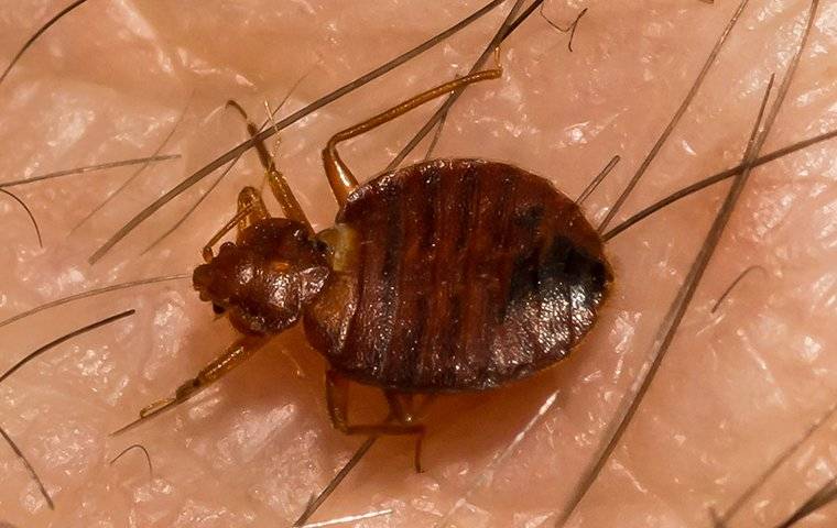 A bed bug biting skin