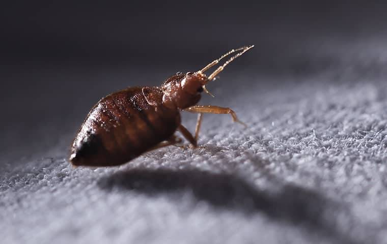 A Bed Bug crawling on a sheet
