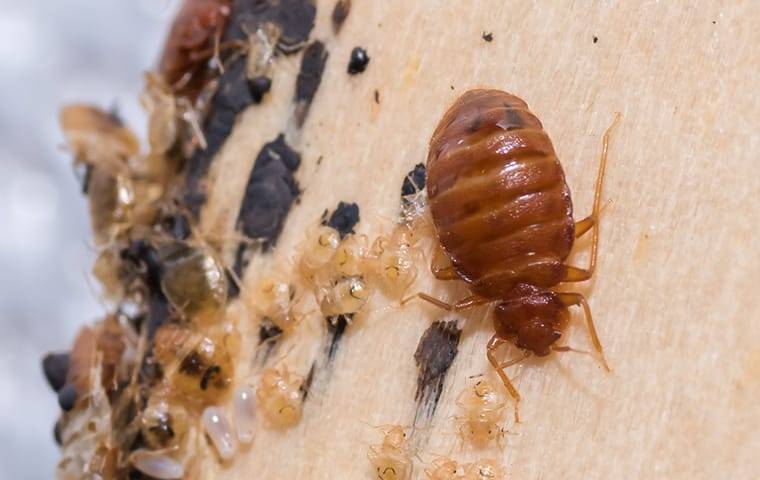 A Bed Bug and its larvae