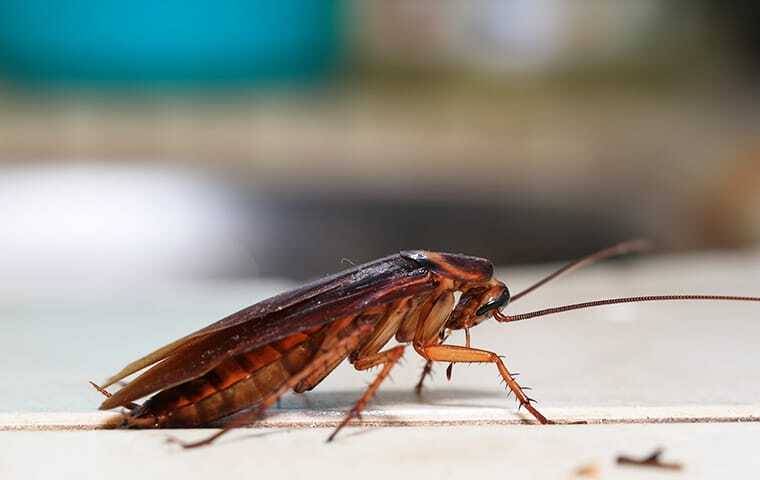 side profile of a cockroach