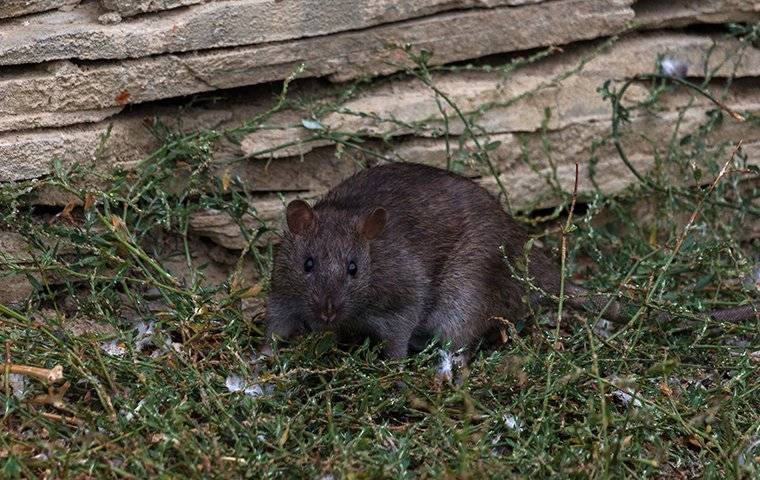 A rat near a rock wall
