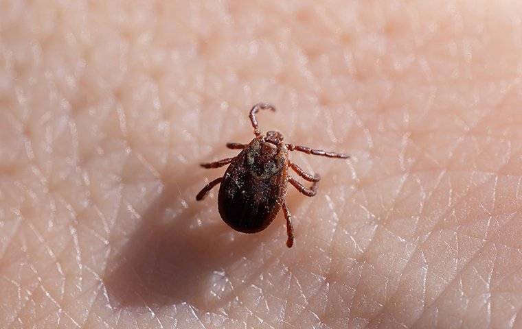 A Tick on a human's skin