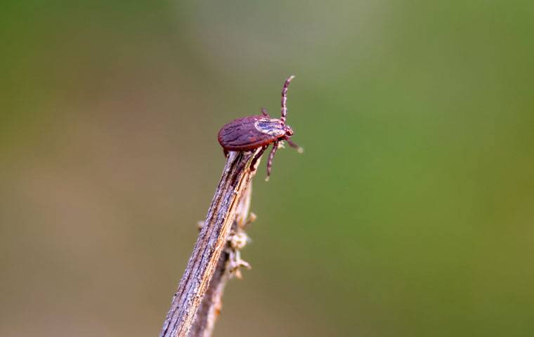 A tick on the end of a plant stem