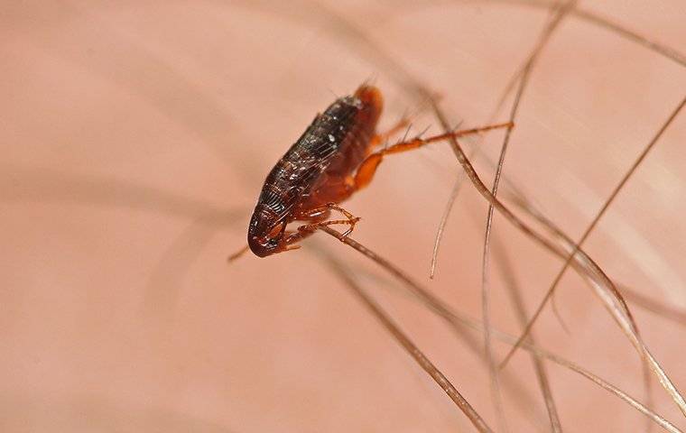 A Flea on a human body hair