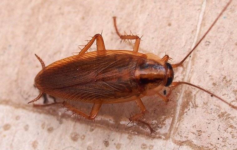 A german cockroach on kitchen tile
