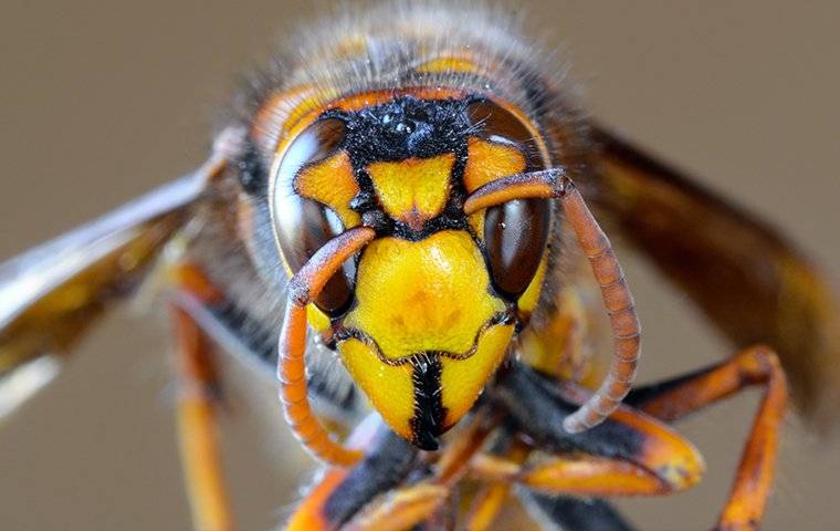 Closeup of a hornet