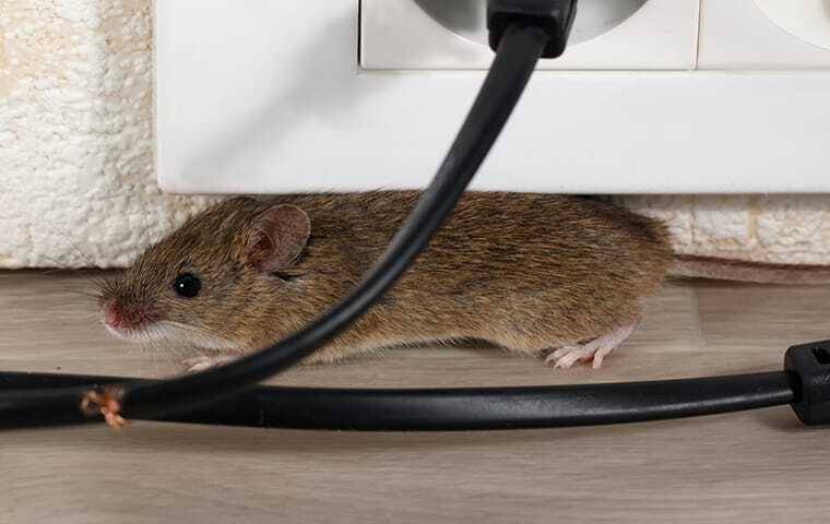 A house mouse chewing wires underneath an electrical outlet