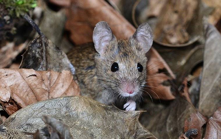 House Mouse surrounded by leaves
