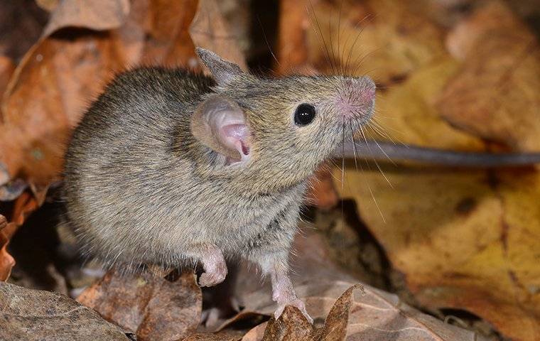 A house mouse crawling on leaves outside