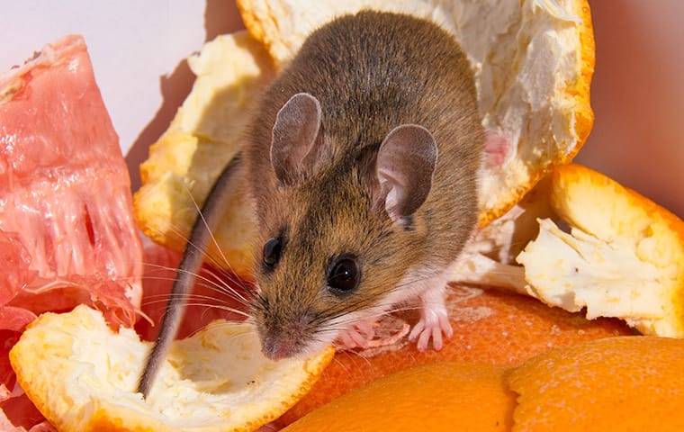 A house mouse sitting on top of an orange peel
