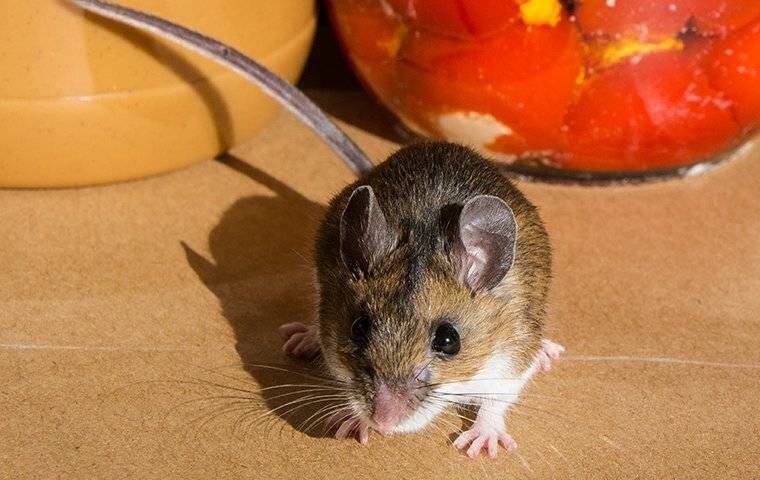 A mouse looking at the camera