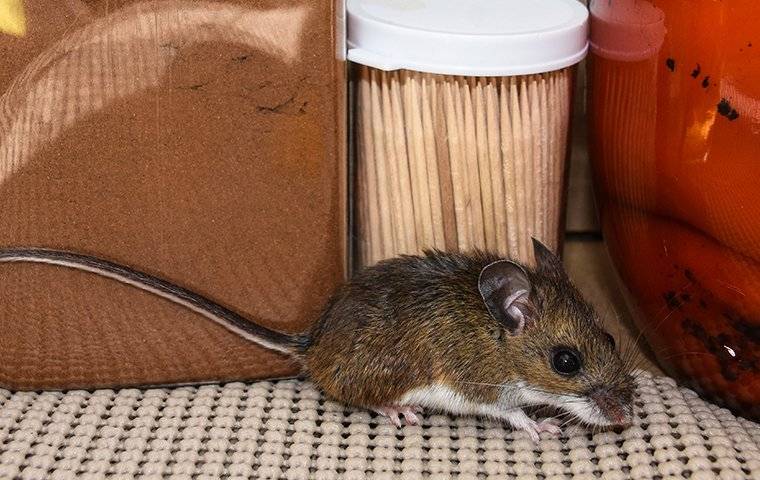 A small mouse in a kitchen pantry